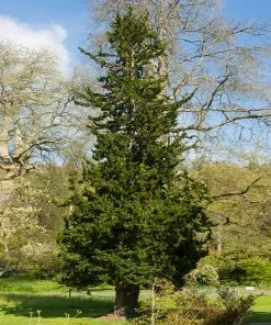 Fast Growing Trees Wissel's Saguaro Cypress Tree Cypress Trees 9 Fast Growing Trees Wissel's Saguaro Cypress Tree Cypress Trees