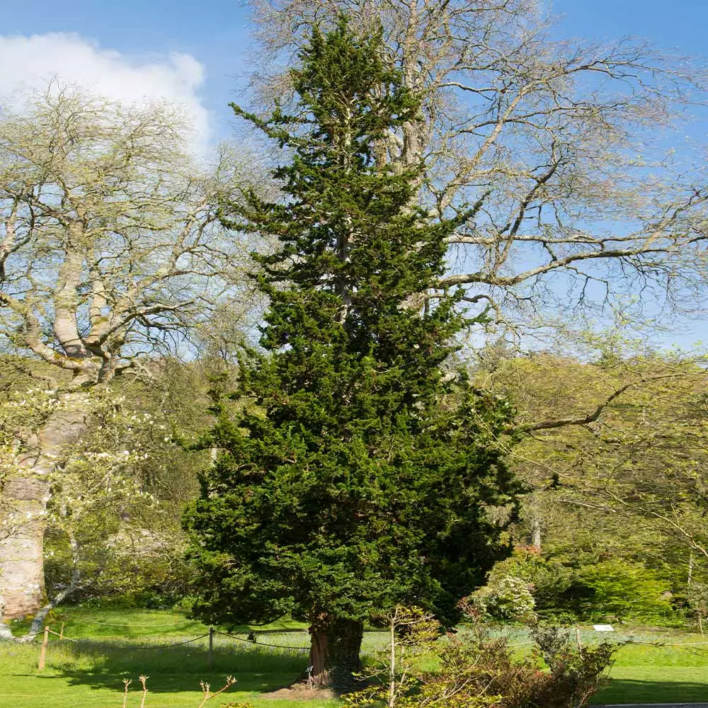 Fast Growing Trees Wissel's Saguaro Cypress Tree Cypress Trees 6 Fast Growing Trees Wissel's Saguaro Cypress Tree Cypress Trees