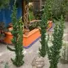 Fast Growing Trees Wissel's Saguaro Cypress Tree Cypress Trees 1 Fast Growing Trees Wissel's Saguaro Cypress Tree Cypress Trees