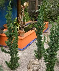 Fast Growing Trees Wissel's Saguaro Cypress Tree Cypress Trees