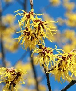 Fast Growing Trees Common Witch Hazel Shrub See All Shrubs & Hedges 11 Fast Growing Trees Common Witch Hazel Shrub See All Shrubs & Hedges