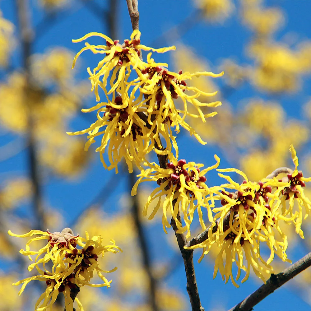 Fast Growing Trees Common Witch Hazel Shrub See All Shrubs & Hedges 6 Fast Growing Trees Common Witch Hazel Shrub See All Shrubs & Hedges