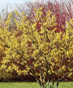 Fast Growing Trees Common Witch Hazel Shrub See All Shrubs & Hedges 10 Fast Growing Trees Common Witch Hazel Shrub See All Shrubs & Hedges