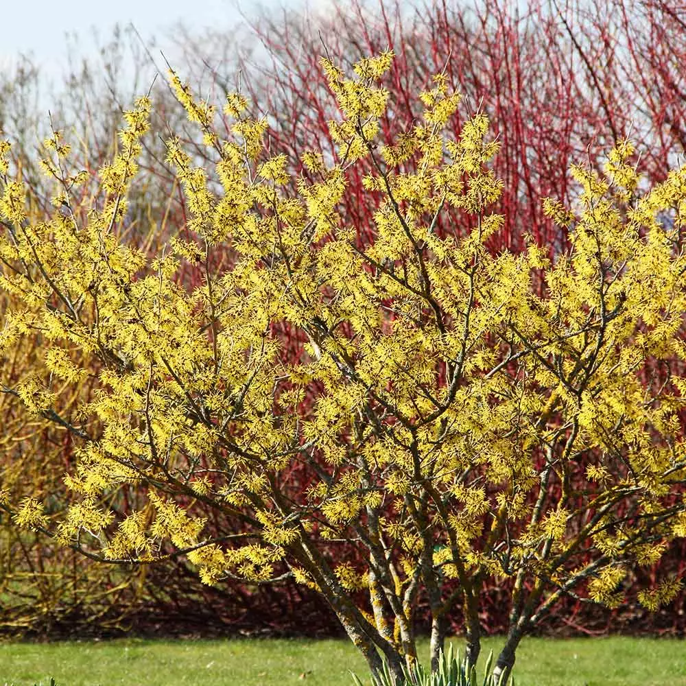 Fast Growing Trees Common Witch Hazel Shrub See All Shrubs & Hedges 5 Fast Growing Trees Common Witch Hazel Shrub See All Shrubs & Hedges