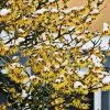 Fast Growing Trees Common Witch Hazel Shrub See All Shrubs & Hedges 1 Fast Growing Trees Common Witch Hazel Shrub See All Shrubs & Hedges