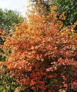 Fast Growing Trees Common Witch Hazel Shrub See All Shrubs & Hedges 12 Fast Growing Trees Common Witch Hazel Shrub See All Shrubs & Hedges