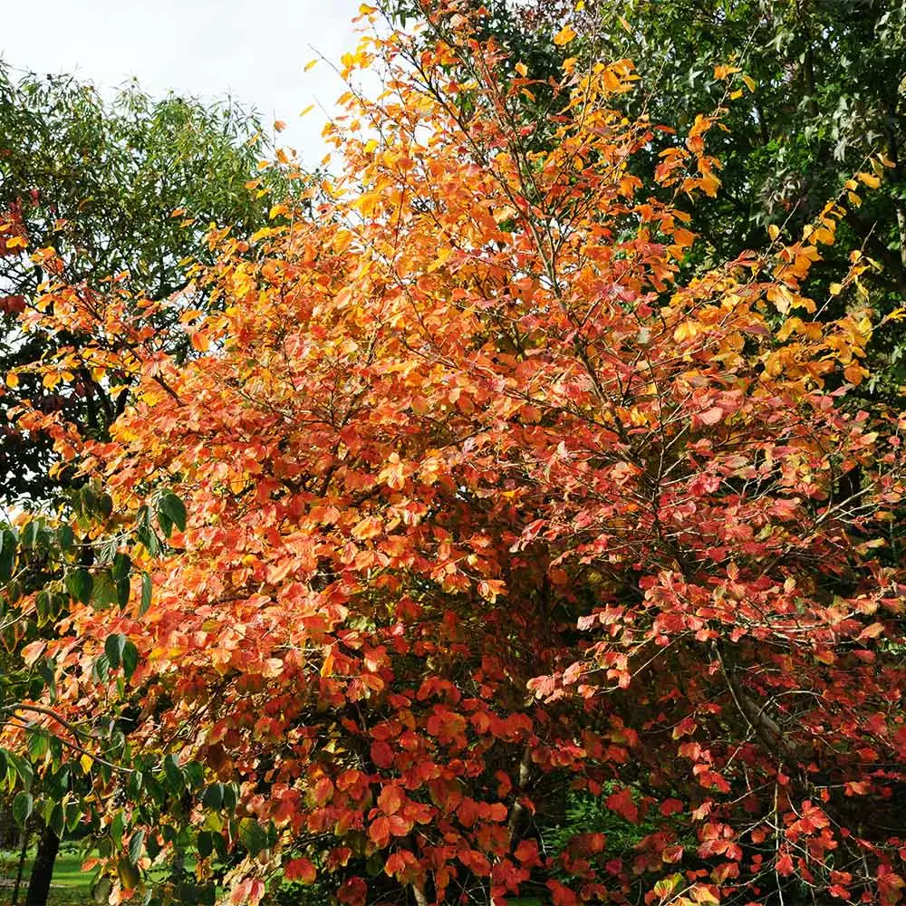 Fast Growing Trees Common Witch Hazel Shrub See All Shrubs & Hedges 7 Fast Growing Trees Common Witch Hazel Shrub See All Shrubs & Hedges