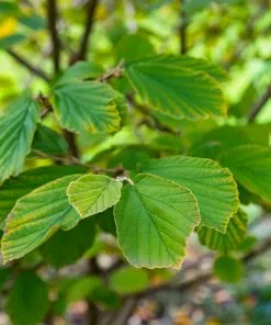 Fast Growing Trees Common Witch Hazel Shrub See All Shrubs & Hedges 13 Fast Growing Trees Common Witch Hazel Shrub See All Shrubs & Hedges