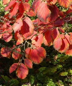 Fast Growing Trees Diane Witch Hazel Shrub See All Shrubs & Hedges 9 Fast Growing Trees Diane Witch Hazel Shrub See All Shrubs & Hedges