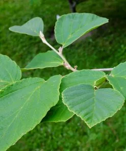 Fast Growing Trees Diane Witch Hazel Shrub See All Shrubs & Hedges 10 Fast Growing Trees Diane Witch Hazel Shrub See All Shrubs & Hedges