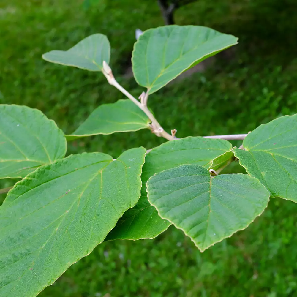 Fast Growing Trees Diane Witch Hazel Shrub See All Shrubs & Hedges 6 Fast Growing Trees Diane Witch Hazel Shrub See All Shrubs & Hedges