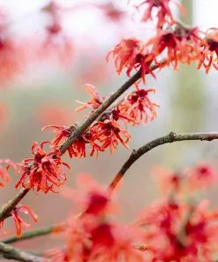 Fast Growing Trees Diane Witch Hazel Shrub See All Shrubs & Hedges