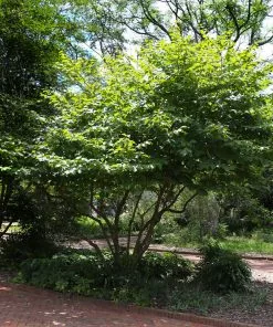 Fast Growing Trees Diane Witch Hazel Shrub See All Shrubs & Hedges 11 Fast Growing Trees Diane Witch Hazel Shrub See All Shrubs & Hedges