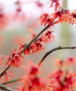 Fast Growing Trees Diane Witch Hazel Shrub See All Shrubs & Hedges