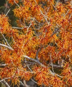 Fast Growing Trees Jelena Witch Hazel Shrub See All Shrubs & Hedges 12 Fast Growing Trees Jelena Witch Hazel Shrub See All Shrubs & Hedges