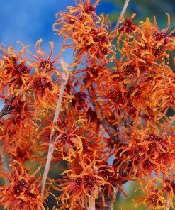 Fast Growing Trees Jelena Witch Hazel Shrub See All Shrubs & Hedges 10 Fast Growing Trees Jelena Witch Hazel Shrub See All Shrubs & Hedges