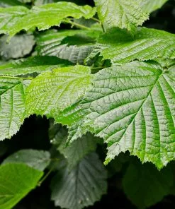 Fast Growing Trees Jelena Witch Hazel Shrub See All Shrubs & Hedges 13 Fast Growing Trees Jelena Witch Hazel Shrub See All Shrubs & Hedges