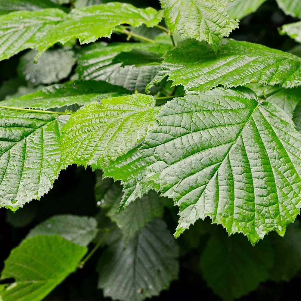 Fast Growing Trees Jelena Witch Hazel Shrub See All Shrubs & Hedges 7 Fast Growing Trees Jelena Witch Hazel Shrub See All Shrubs & Hedges