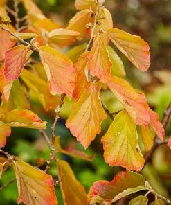Fast Growing Trees Jelena Witch Hazel Shrub See All Shrubs & Hedges 14 Fast Growing Trees Jelena Witch Hazel Shrub See All Shrubs & Hedges