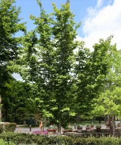 Fast Growing Trees Jelena Witch Hazel Shrub See All Shrubs & Hedges 15 Fast Growing Trees Jelena Witch Hazel Shrub See All Shrubs & Hedges