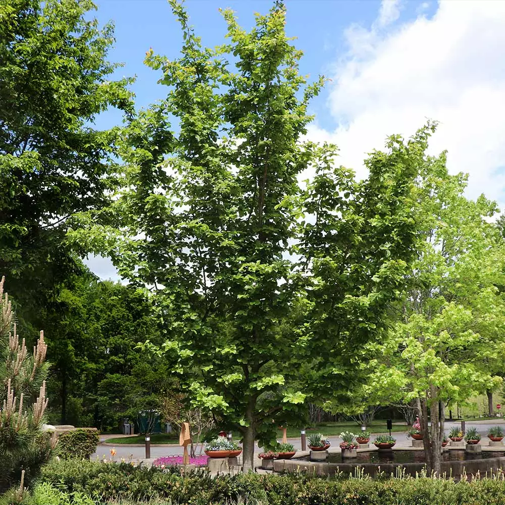 Fast Growing Trees Jelena Witch Hazel Shrub See All Shrubs & Hedges 9 Fast Growing Trees Jelena Witch Hazel Shrub See All Shrubs & Hedges