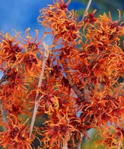 Fast Growing Trees Jelena Witch Hazel Shrub See All Shrubs & Hedges
