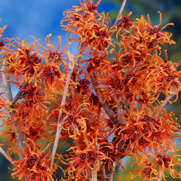 Fast Growing Trees Jelena Witch Hazel Shrub See All Shrubs & Hedges 3 Fast Growing Trees Jelena Witch Hazel Shrub See All Shrubs & Hedges