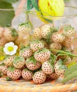 Fast Growing Trees Pineberry 9 Fast Growing Trees Pineberry