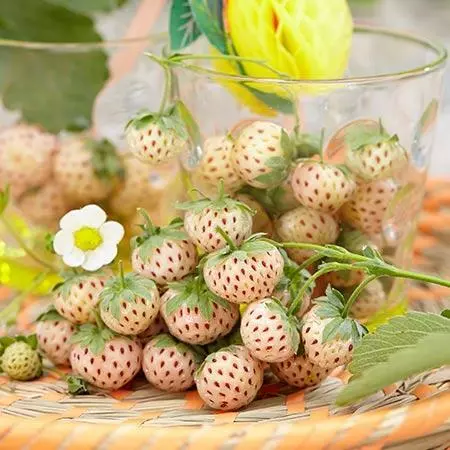 Fast Growing Trees Pineberry 6 Fast Growing Trees Pineberry