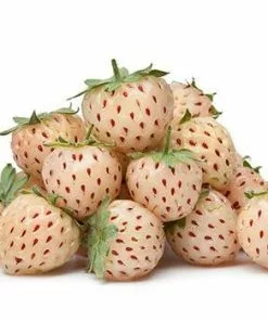 Fast Growing Trees Pineberry
