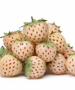 Fast Growing Trees Pineberry