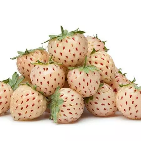 Fast Growing Trees Pineberry 4 Fast Growing Trees Pineberry
