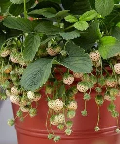 Fast Growing Trees Pineberry 8 Fast Growing Trees Pineberry