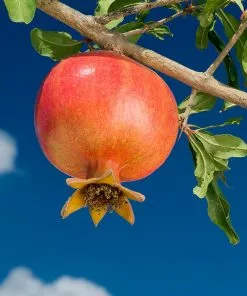 Fast Growing Trees Wonderful Pomegranate Tree