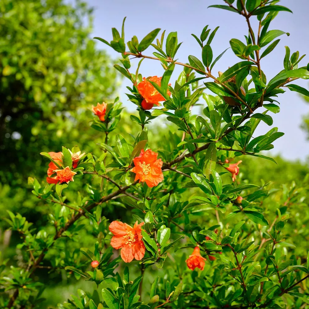 Fast Growing Trees Wonderful Pomegranate Tree 6 Fast Growing Trees Wonderful Pomegranate Tree