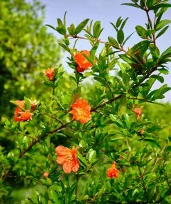 Fast Growing Trees Wonderful Pomegranate Tree 9 Fast Growing Trees Wonderful Pomegranate Tree