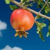 Fast Growing Trees Wonderful Pomegranate Tree 1 Fast Growing Trees Wonderful Pomegranate Tree