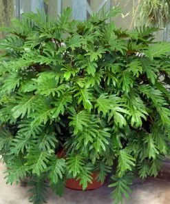 Fast Growing Trees Xanadu Philodendron 'Winterbourn' Plant Carefree House Plants 16 Fast Growing Trees Xanadu Philodendron 'Winterbourn' Plant Carefree House Plants