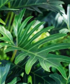 Fast Growing Trees Xanadu Philodendron 'Winterbourn' Plant Carefree House Plants 17 Fast Growing Trees Xanadu Philodendron 'Winterbourn' Plant Carefree House Plants