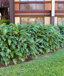 Fast Growing Trees Xanadu Philodendron 'Winterbourn' Plant Carefree House Plants 13 Fast Growing Trees Xanadu Philodendron 'Winterbourn' Plant Carefree House Plants