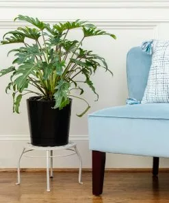 Fast Growing Trees Xanadu Philodendron 'Winterbourn' Plant Carefree House Plants 15 Fast Growing Trees Xanadu Philodendron 'Winterbourn' Plant Carefree House Plants