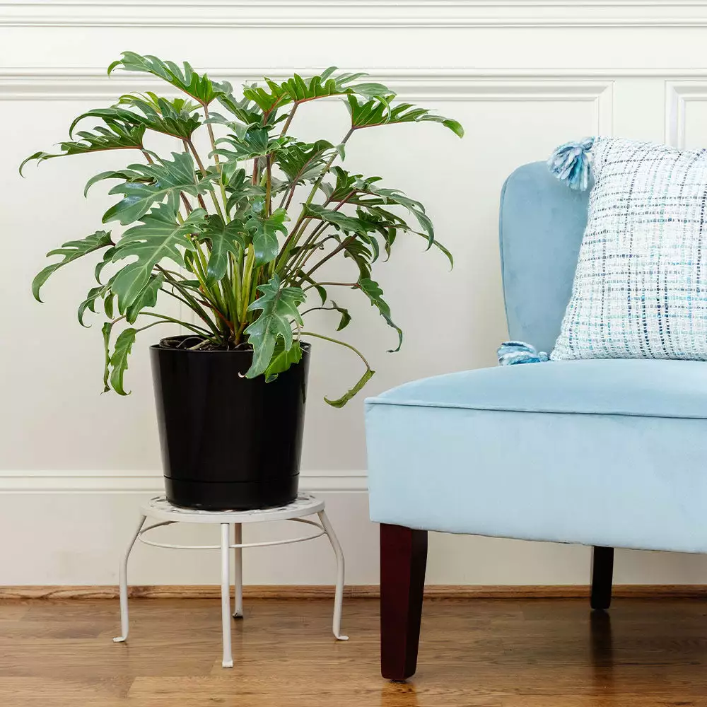 Fast Growing Trees Xanadu Philodendron 'Winterbourn' Plant Carefree House Plants 6 Fast Growing Trees Xanadu Philodendron 'Winterbourn' Plant Carefree House Plants