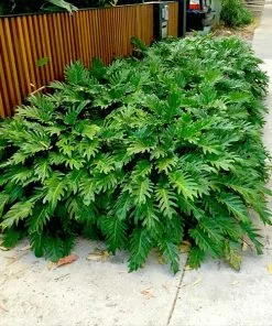 Fast Growing Trees Xanadu Philodendron 'Winterbourn' Plant Carefree House Plants