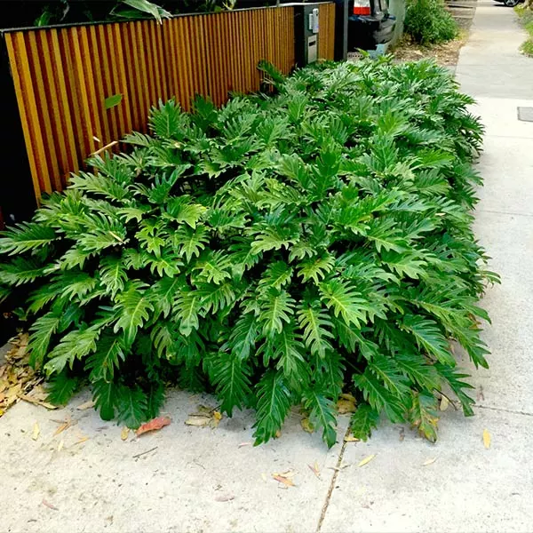 Fast Growing Trees Xanadu Philodendron 'Winterbourn' Plant Carefree House Plants 3 Fast Growing Trees Xanadu Philodendron 'Winterbourn' Plant Carefree House Plants