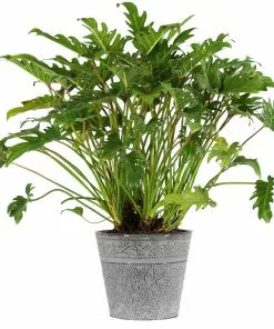 Fast Growing Trees Xanadu Philodendron 'Winterbourn' Plant Carefree House Plants 18 Fast Growing Trees Xanadu Philodendron 'Winterbourn' Plant Carefree House Plants