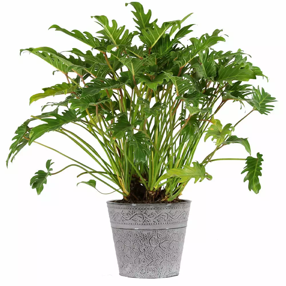 Fast Growing Trees Xanadu Philodendron 'Winterbourn' Plant Carefree House Plants 9 Fast Growing Trees Xanadu Philodendron 'Winterbourn' Plant Carefree House Plants