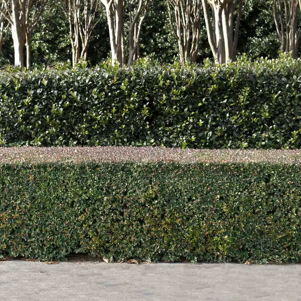 Fast Growing Trees Dwarf Yaupon Holly 7 Fast Growing Trees Dwarf Yaupon Holly