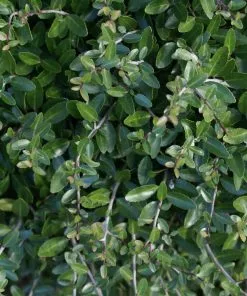Fast Growing Trees Dwarf Yaupon Holly 9 Fast Growing Trees Dwarf Yaupon Holly