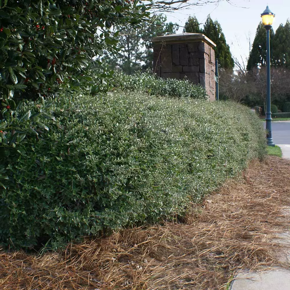 Fast Growing Trees Dwarf Yaupon Holly 6 Fast Growing Trees Dwarf Yaupon Holly