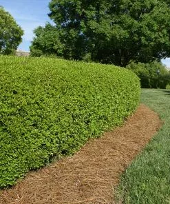 Fast Growing Trees Dwarf Yaupon Holly